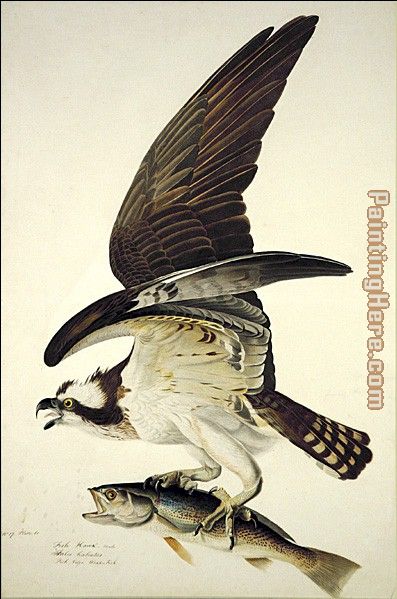 Osprey painting - John James Audubon Osprey art painting